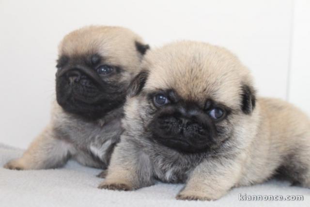 Je donne chiot carlin disponible 