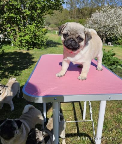 chiot carlin disponible pour adoption 