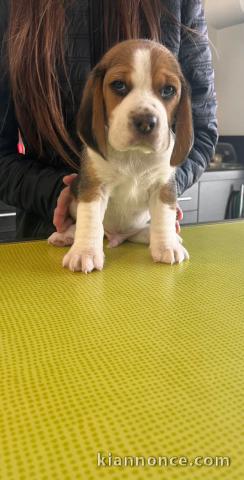 chiot beagle lof femelle a donner 