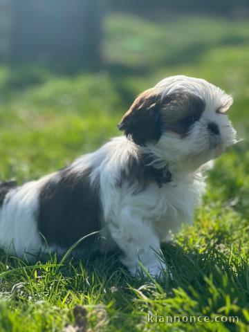 A donner contre bon soin chiot Shih Tzu 