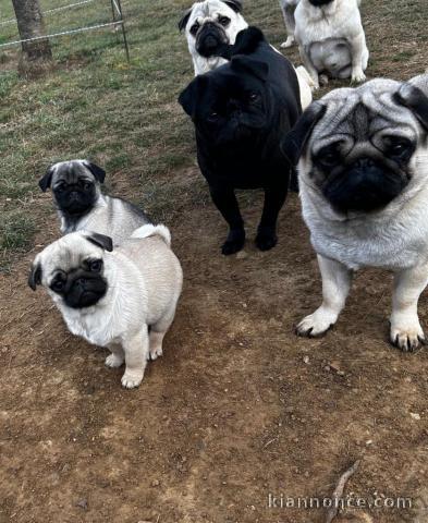 Bébé chiot type carlin 