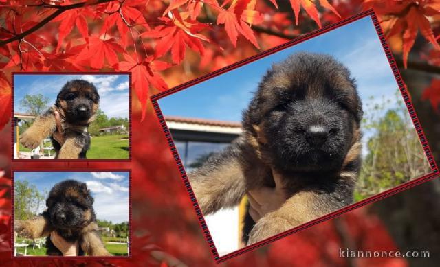 chiot berger allemand femelle a donner 