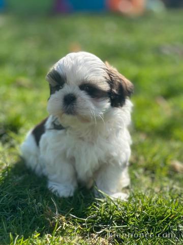 Chiot petite taille Shih Tzu a donner 