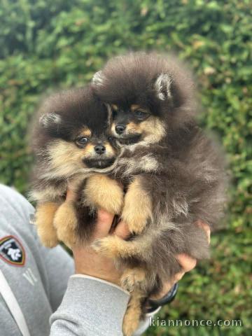 chiot spitz nain poméranie a donner 