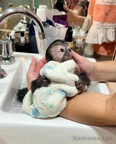 Bébé singe capucin a donner 