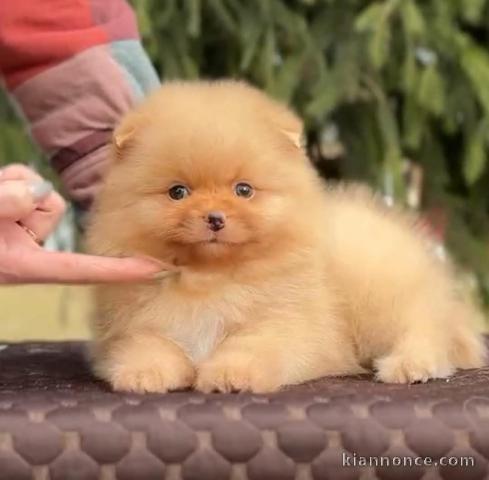 Chiot spitz nain disponible à partir 