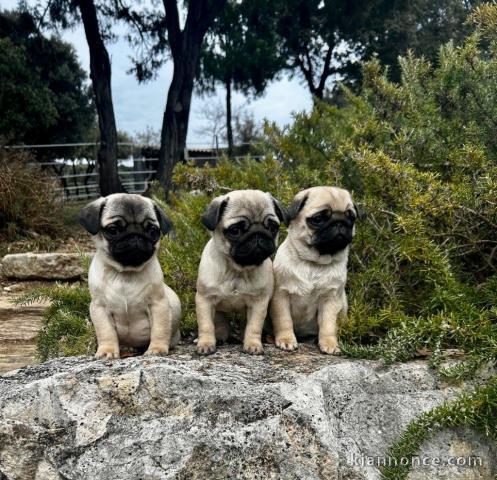 Adoption chiot carlin disponible 