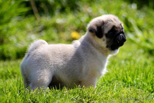 Femelle carlin disponible pour adoption 