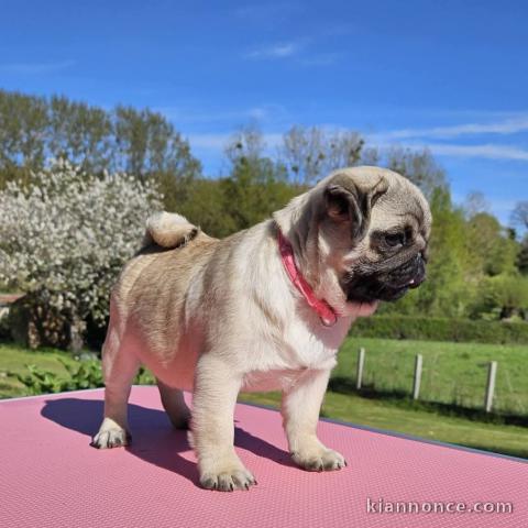 chiot carlin mâle a donner 