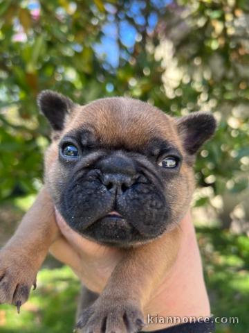 chiot bouledogue français disponible pour adoption 