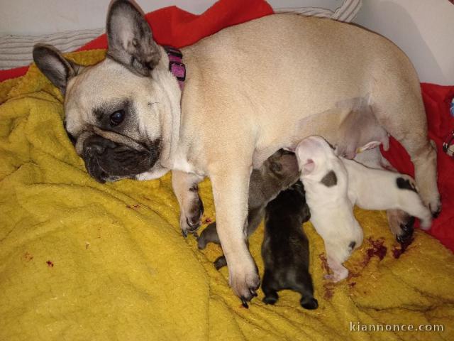 Bébé chiot bouledogue français disponible 