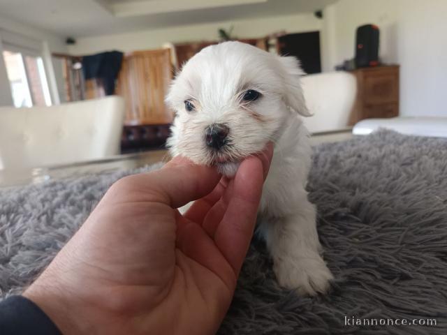 chiot bichon maltais mâle a donner 