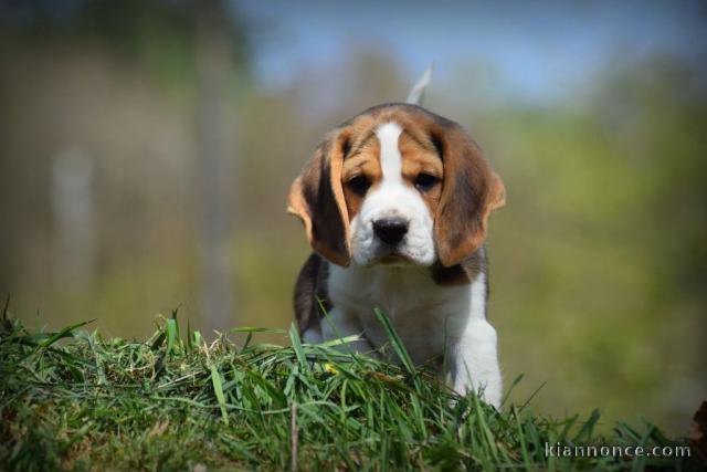 chiot beagle à adopter 