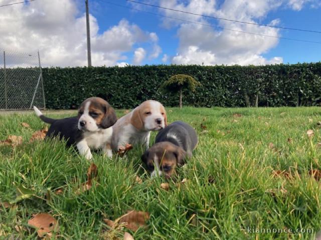Bébé chiot BEAGLE a donner 
