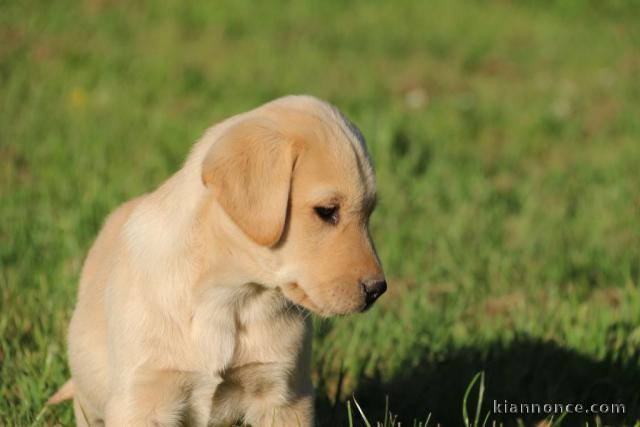 Labrador retriever mâle a donner 