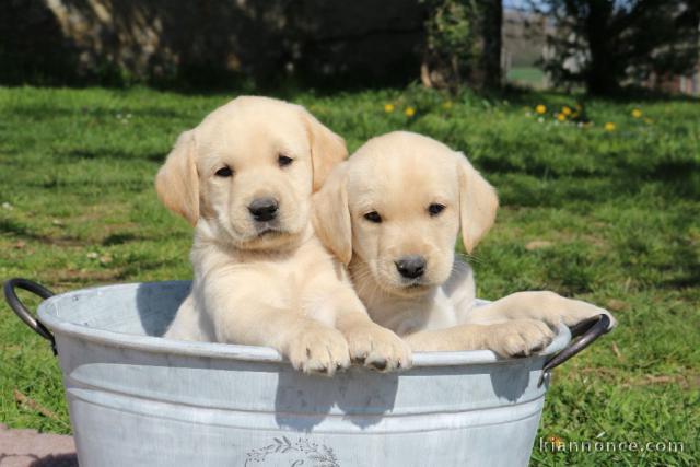 deux chiots labrador retriever à donner 
