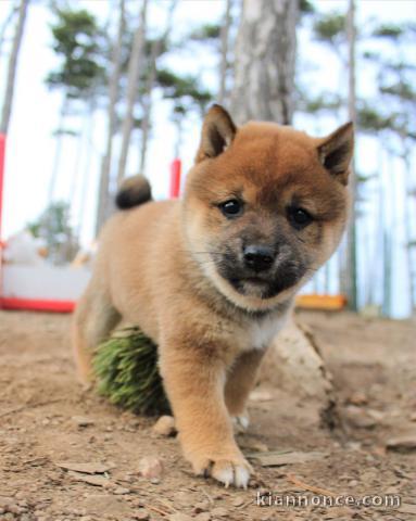 chiot Shiba inu a donner femelle 