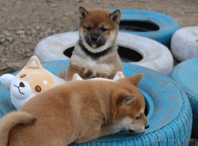 chiot Shiba inu a donner 
