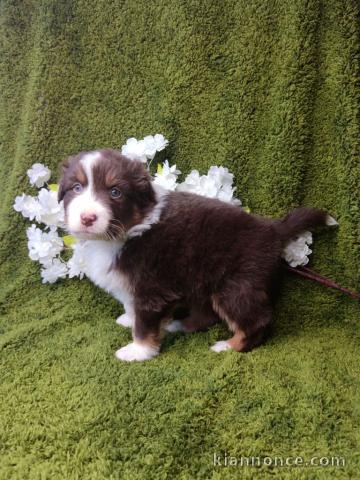 Adorable chiot berger australien lof 