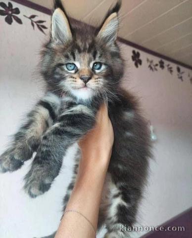 chaton Maine coon a donner avec ça maison 