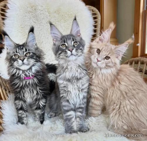 Adoption chatons maine coon disponible 