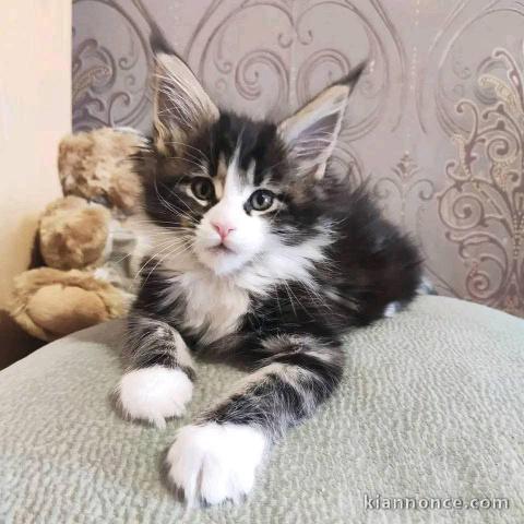Adorable chaton Maine coon 