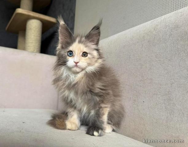 Bébé chaton Maine coon adorable a donner 