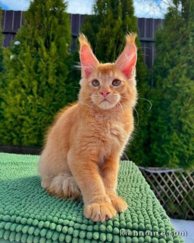 Magnifique chatons maine coon disponible 