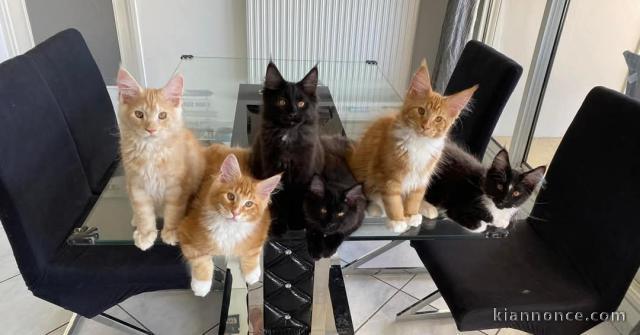 Dons chatons maine coon disponible 