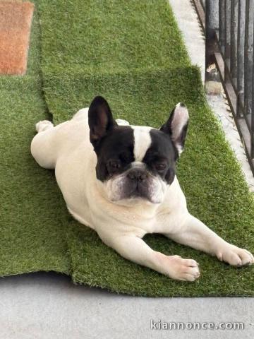 chiot bulldog français adulte a donner 