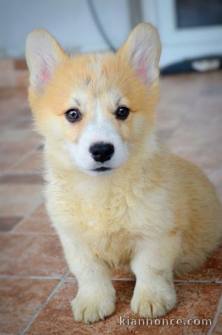 Chiots Welsh Corgi Pembroke