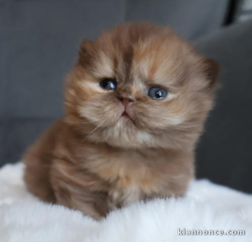 Chatons British Shorthair et Longhair a donner 