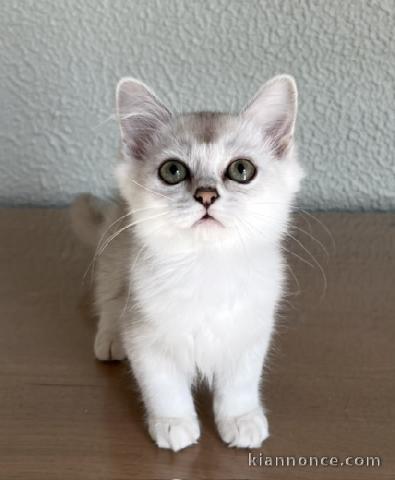 Chaton Burmese anglais (Burmilla...)