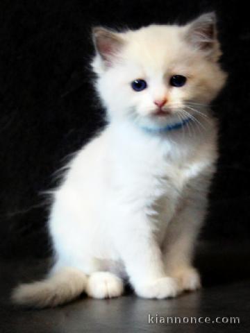 Adoption chatons ragdoll disponible 