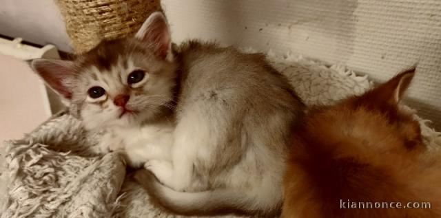 Affectueux chatons somali, joueurs et câlins, en robe argent, Mak