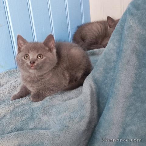 chaton chartreux a donner 
