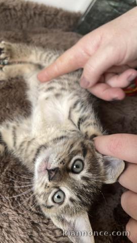 je donne chaton Bengal disponible 