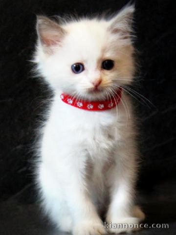 ragdoll disponible à donner 