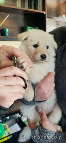 chiot berger blanc suisse lof disponible 