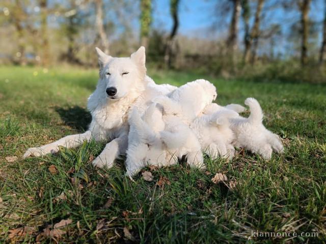 petit chiot berger blanc suisse a donner 