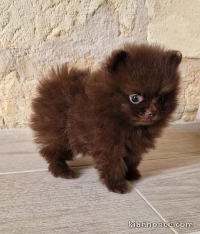 je donne chiot spitz nain disponible 