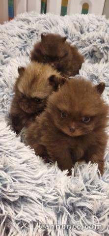 bébé chiot spitz nain disponible 
