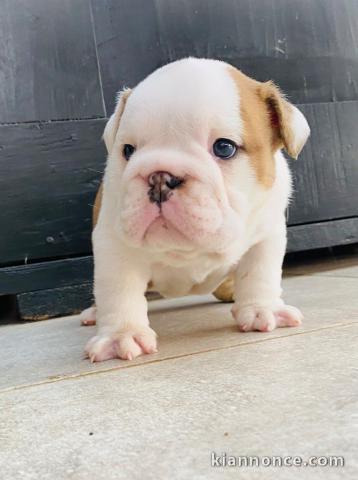 chiot bulldog anglais disponible 