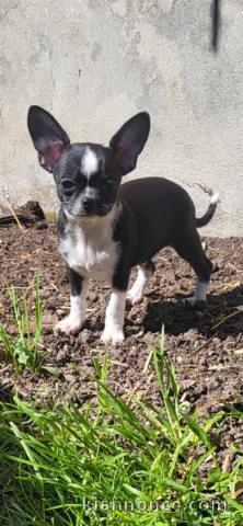 chiot chihuahua femelle a donner 