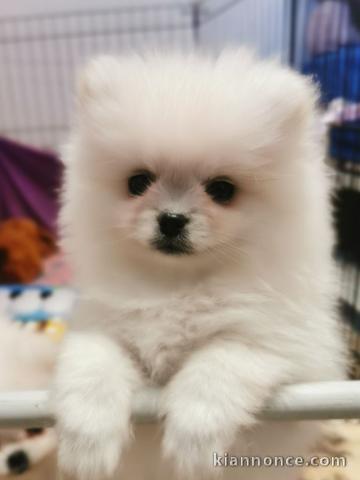 chiot spitz allemand race pure a donner 