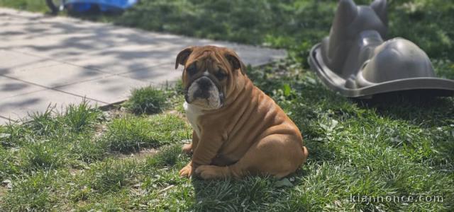 chiot bulldog anglais a donner 