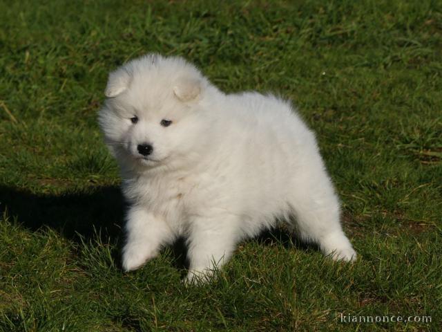 chiot samoyède à donner 
