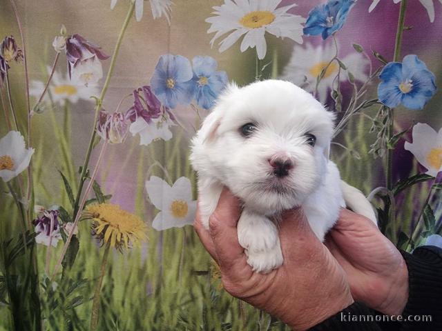 chiot bichon frisé a donner 