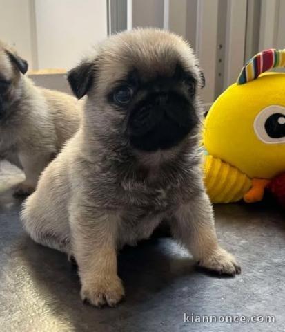 je donne chiot carlin disponible 