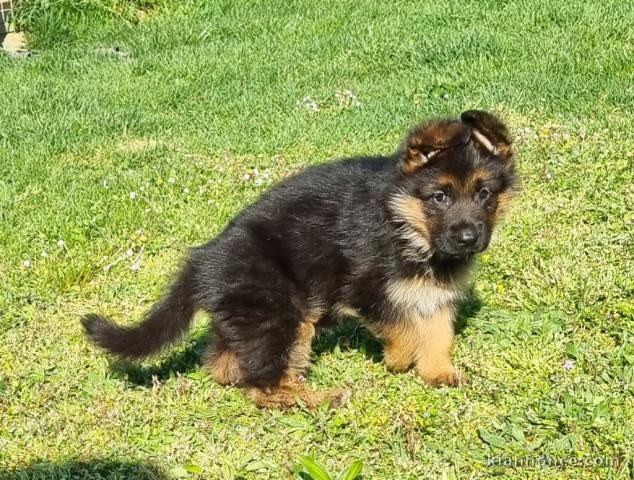 chiot berger allemand disponible pour adoption 
